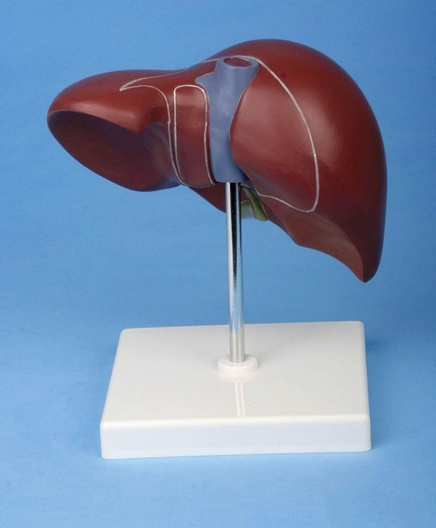 Liver Structure Model Human Organ Anatomical Model - My Store